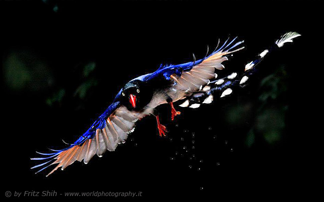 Taiwan Blue Magpie in Flight, 22